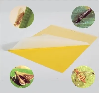 Experiment on the Effectiveness of Different Colored Sticky Traps (1)