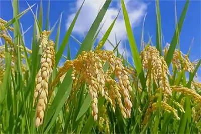 Identification and Control of Rice Diseases