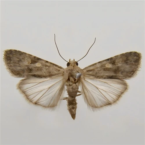 Beet Armyworm: Pest Hazards and Scientific Prevention Guide