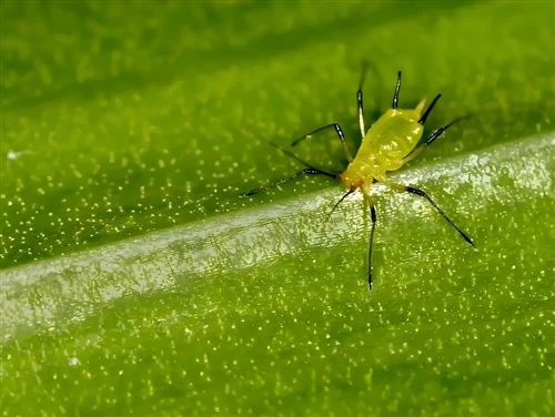 Popular Science on Aphid Damage and Control