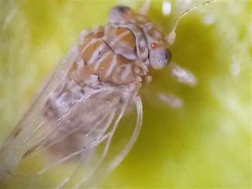 Scientific Overview of Loquat Psyllid: Damage and Management