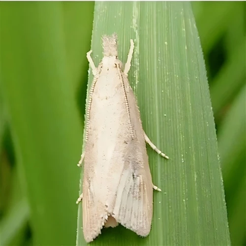Scientific Popularization on Damage and Control of Chilo suppressalis
