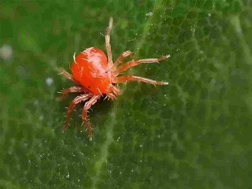 Citrus Red Mite: Damage and Control