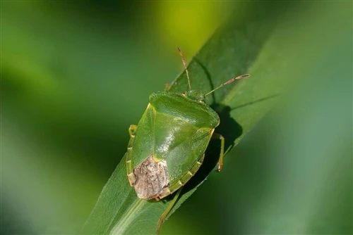 A Brief Introduction to the Damage and Control of Apolygus lucorum