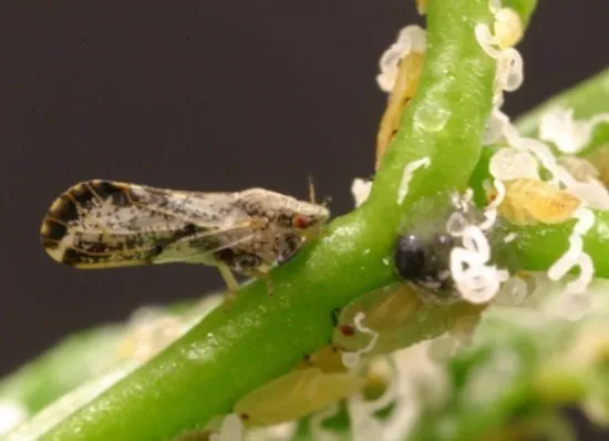 Citrus Psyllid Pheromone Sticky Trap Board 1 Citrus Psyllid Pheromone Sticky Trap Board 1