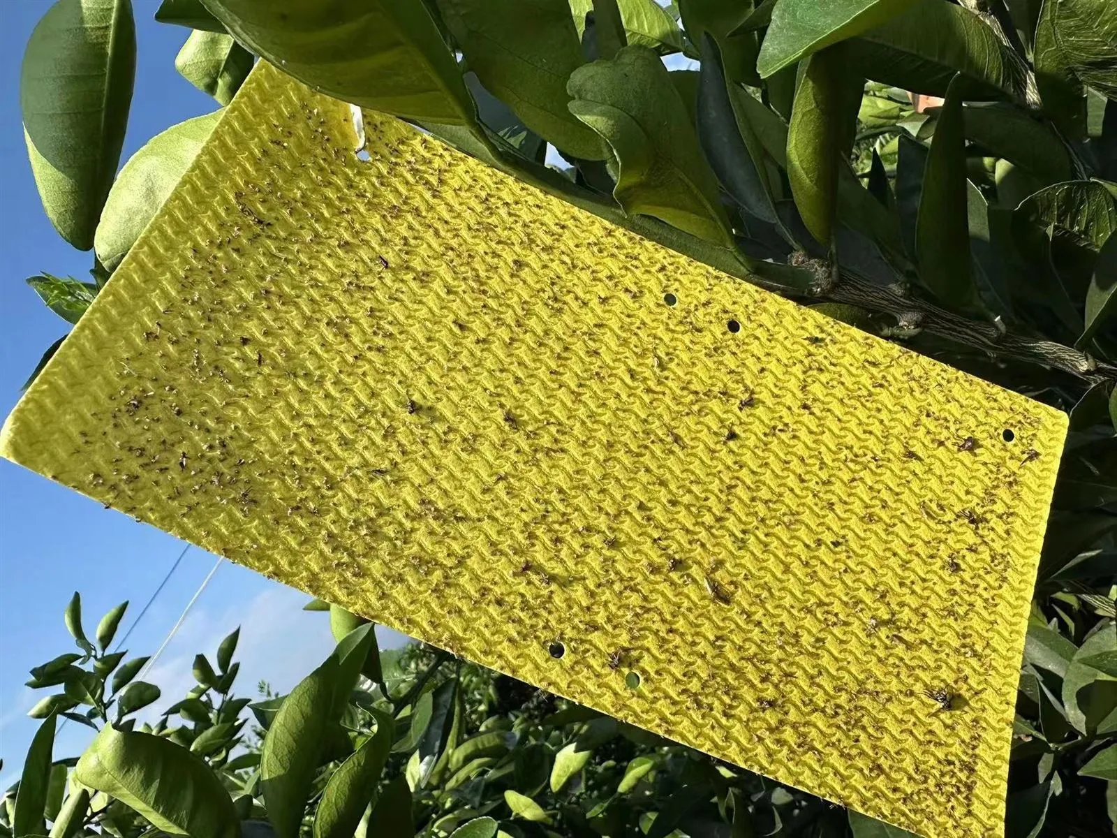 Citrus Psyllid Pheromone Sticky Trap Board 3 Citrus Psyllid Pheromone Sticky Trap Board 3