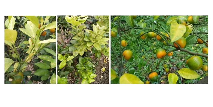 Citrus Psyllid Pheromone Sticky Trap Board 3 Citrus Psyllid Pheromone Sticky Trap Board 3