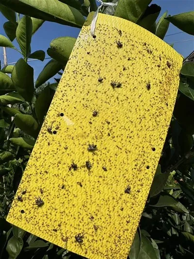 Citrus Psyllid Pheromone Sticky Trap Board