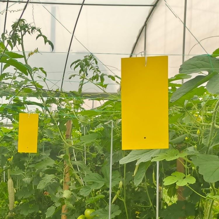 yellow sticky traps beneficial insect bycatch yellow sticky traps beneficial insect bycatch